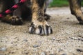 Paws of German Shepherd Dog. Slovakia Royalty Free Stock Photo