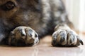 Paws of German Shepherd Dog. Slovakia Royalty Free Stock Photo