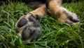 Paws of German Shepherd Dog. Slovakia Royalty Free Stock Photo