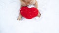 Valentines Day card with dog on white background. Paws of German Shepherd of red color on snow with large soft toy red heart Royalty Free Stock Photo