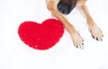 Valentines Day card with dog on white background. Paws of German Shepherd of red color on snow with large soft toy red heart Royalty Free Stock Photo