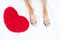 Valentines Day card with dog on white background. Paws of German Shepherd of red color on snow with large soft toy red heart Royalty Free Stock Photo