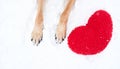 Valentines Day card with dog on white background. Paws of German Shepherd of red color on snow with large soft toy red heart Royalty Free Stock Photo