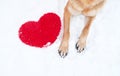 Valentines Day card with dog on white background. Paws of German Shepherd of red color on snow with large soft toy red heart Royalty Free Stock Photo