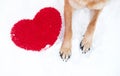 Valentines Day card with dog on white background. Paws of German Shepherd of red color on snow with large soft toy red heart Royalty Free Stock Photo