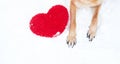 Valentines Day card with dog on white background. Paws of German Shepherd of red color on snow with large soft toy red heart Royalty Free Stock Photo