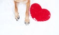 Valentines Day card with dog on white background. Paws of German Shepherd of red color on snow with large soft toy red heart Royalty Free Stock Photo