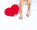 Valentines Day card with dog on white background. Paws of German Shepherd of red color on snow with large soft toy red heart Royalty Free Stock Photo