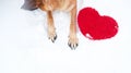 Valentines Day card with dog on white background. Paws of German Shepherd of red color on snow with large soft toy red heart Royalty Free Stock Photo