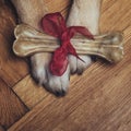 Paws and gift bone