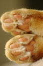 Paws of a Ginger cat