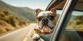 Paws on the Go Cute Bulldog Dog with Shades and Leash Embarks on Summer Road Trip - Generative AI Royalty Free Stock Photo