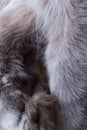 Paws gray cat close-up. Flexed.