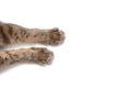 Paws of a gray cat on a white background