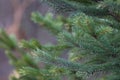 The paws are always green fir trees in the forest. Selective focus