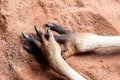 Paws of kangaroo on the sand. Close up image. Australia, Kangaroo Island Royalty Free Stock Photo