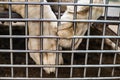 Paws of a lion in a cage. Close-up. lonely lioness is locked up.