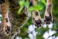 Paws lioness, which lies on the tree. Close-up. Uganda. East Africa.