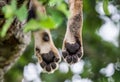 Paws lioness, which lies on the tree. Close-up. Uganda. East Africa.