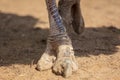 Paws of the ostrich on the ground in the zoo Royalty Free Stock Photo