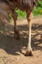 Paws of the ostrich on the ground in the zoo Royalty Free Stock Photo