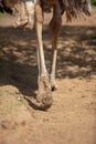 Paws of the ostrich on the ground in the zoo Royalty Free Stock Photo
