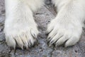 Paws of the Polar Bear (Ursus maritimus)