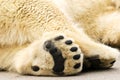 Paws of polar bear. Ursus maritimus.