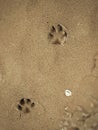 Paws prints in the sand Royalty Free Stock Photo