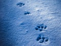 Paws prints in snow with blue shadows