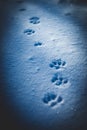 Paws prints in snow with blue shadows, close-up