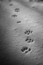 Paws prints in snow with shadows. Paw track closeup