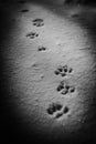 Paws prints in snow with shadows. Paw track closeup. BW photo.