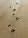 Paws in the Sand