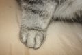 Paws of a silver cat close up