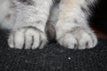 Paws of a silver cat close up