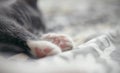 Paws of the sleeping kitten, close up. Royalty Free Stock Photo