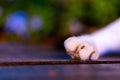 Paws of a sleeping pet cat at night Royalty Free Stock Photo