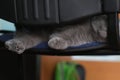 Paws of the sleeping, striped, domestic kitten hiding at chair