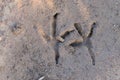 Paws small imprinted footprints mud bird duck vision Royalty Free Stock Photo