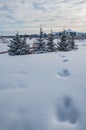 Paws in the snow Finding the way one Royalty Free Stock Photo