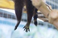 The paws and tail of a raccoon that sleeps