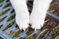 Paws of a white puppy