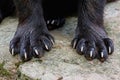 Paws of a Wolverine (Gulo gulo)
