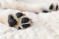 Paws of a young Labrador puppy from below, on a soft, cozy blanket made of fur, the dog is sleeping and taking a break Royalty Free Stock Photo