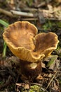 Paxillus atrotomentosus