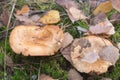 Paxillus involutus, brown roll-rim, poison pax mushrooms Royalty Free Stock Photo
