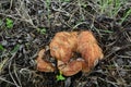 Hymenophore of Paxillus involutus or Brown roll-rim mushroom Royalty Free Stock Photo