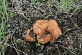 Hymenophore of Paxillus involutus or Brown roll-rim mushroom Royalty Free Stock Photo