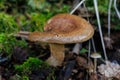 Paxillus involutus, commonly known as the brown roll-rim, common roll-rim, or poison pax, a deadly poisonous mushroom in Royalty Free Stock Photo